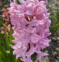Hyacint Pink Pearl 5 løg